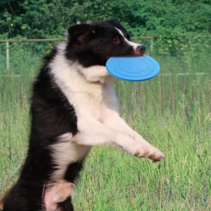 Silikonowa zabawka dla psa, fr – Frisbee Freestyle Disc recenzja i cena